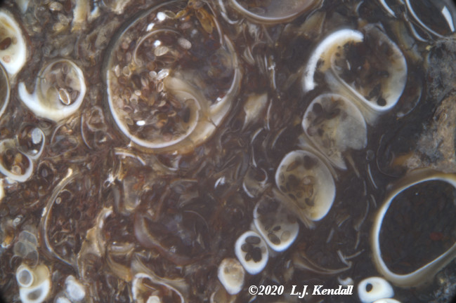 Turritella Agate img